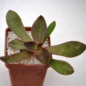 Echeveria 'Brown Sugar'