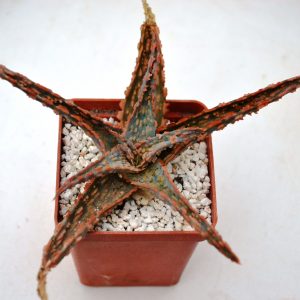 Aloe cv. " Vitro"