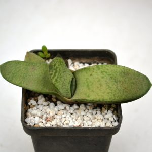 Gasteria hybr.