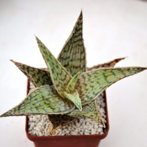 Aloe rauhii cv. 'Demi'