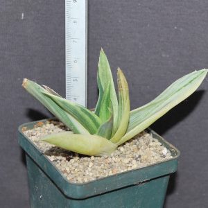 Aloe hybr variegata