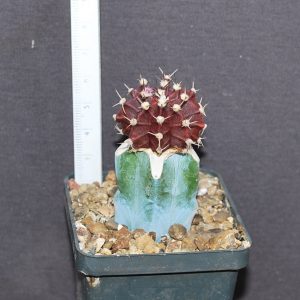 Gymnocalycium friedrichii cv chocolate