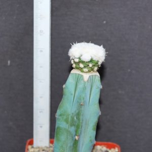 Obregonia denegrii f monstrosa