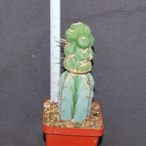 Eulychnia castanea spiralis