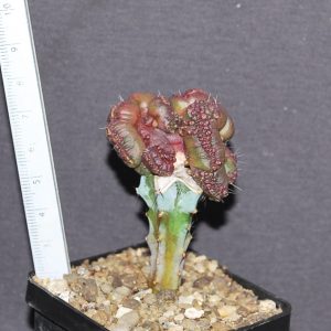 Echinipsis 'chocolate'