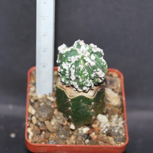 Astrophytum cv