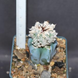 Astrophytum cv/1