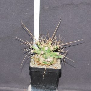 Ferobergia (leichtenbergia X ferocactus fordii)