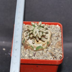 Mammillaria berthоldii