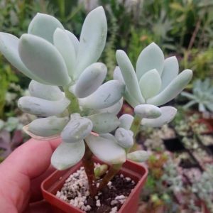 Pachyphytum oviferum