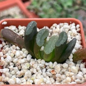Haworthia truncata