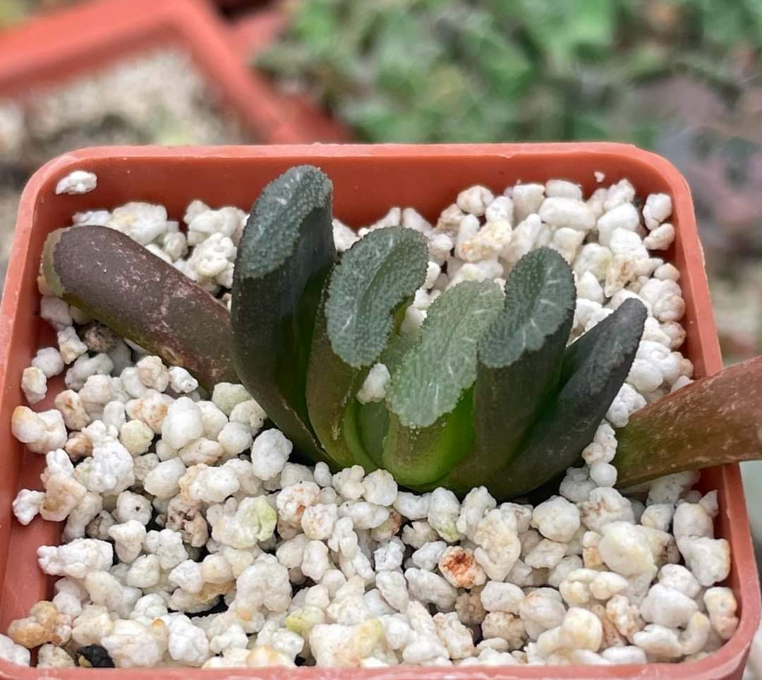 Haworthia truncata