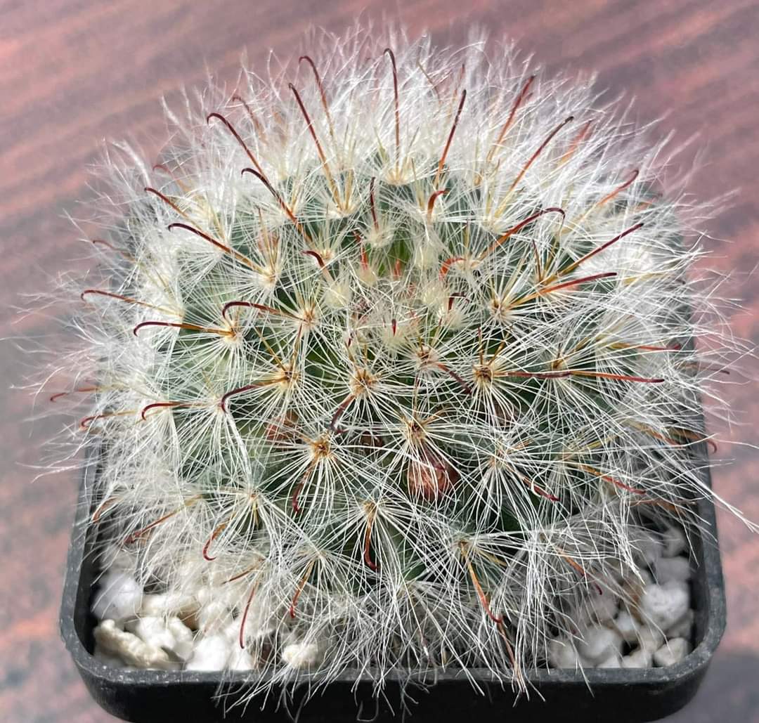 Mammillaria bocasana