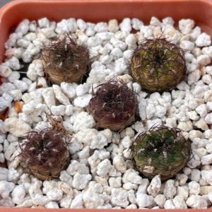 Sulcorebutia mentosa - за 1 шт.