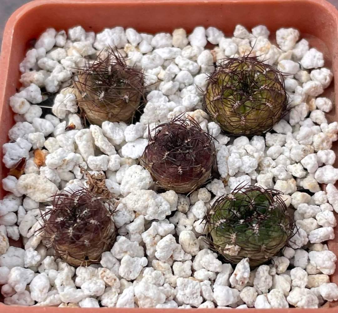 Sulcorebutia mentosa - за 1 шт.