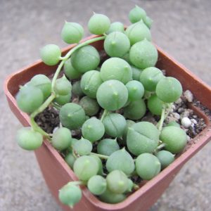 Senecio rowleyanus