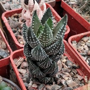Haworthia reinwardtii -I.Bruer- s