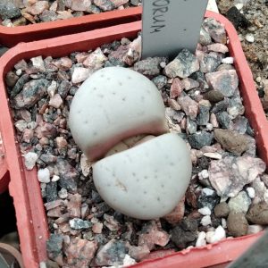 Lithops rushiorum -Koehres- s