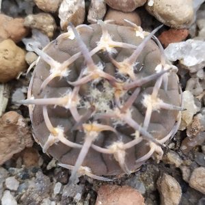 Gymnocalycium riojense v. paucispinum - 8 років(селекція)