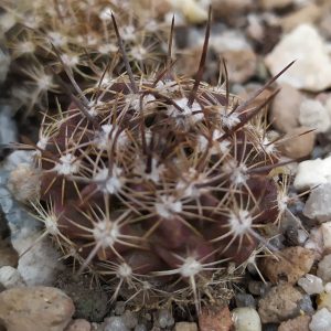 Neoporteria taltalensis