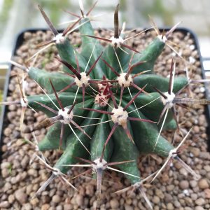 Ferocactus horridus