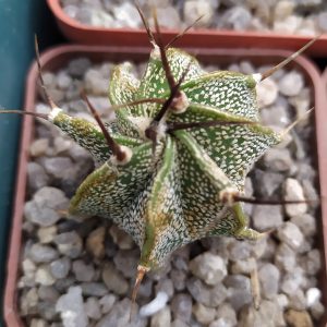 Astrophytum ornatum