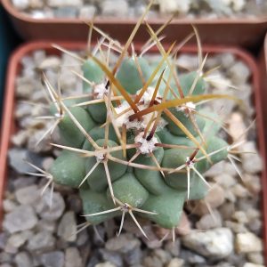 Thelocactus rinconensis
