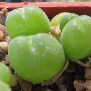gybaeum pilosusulum волосатое тельце