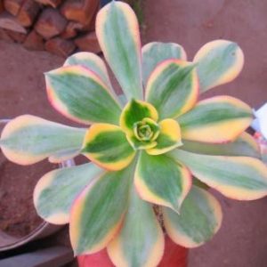 aeonium sunburst
