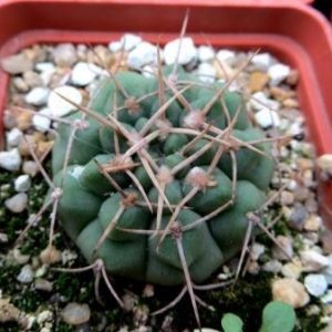 gymnocalycium vatteri