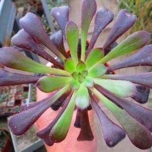 aeonium schwarzkopf