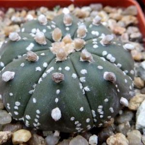 astrophytum super kabuto