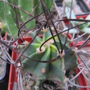 astrophytum crassispinum black variegata