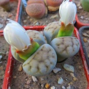 lithops karasmontana lericheana
