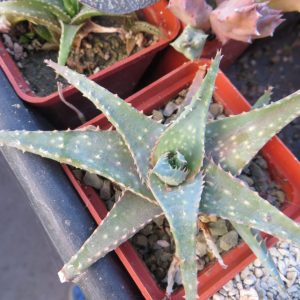 aloe sp.Madagascar