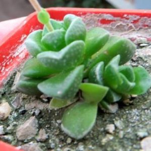 crassula dorothy