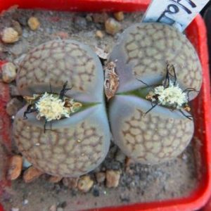1598 lithops halii