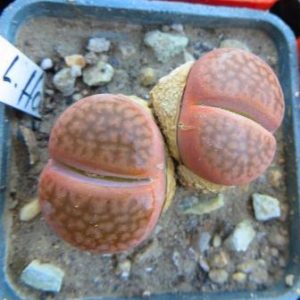 1616.222 lithops halii