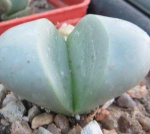 lithops meyeri