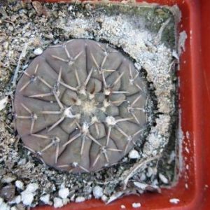 gymnocalycium platygonum