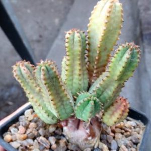 euphorbia tubiglans