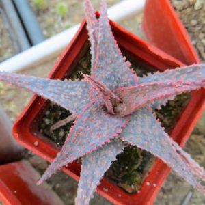 aloe Raspberry cultivar
