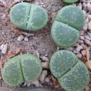lithops terricolor green zandpoort