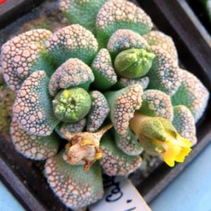 1870.01 MG titanopsis calcarea