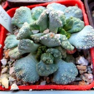 1870.822titanopsis calcarea