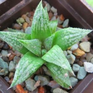 haworthia hybrid