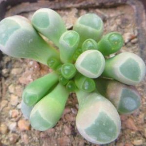 fenestraria rhopalophylla subsp. aurantiaca