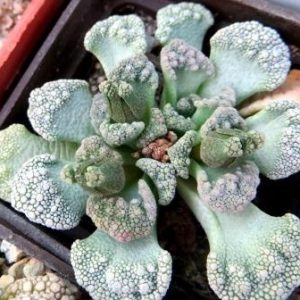 titanopsis calcarea