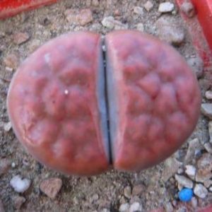 lithops karasmontana red
