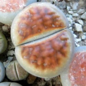 lithops karasmontana lateritia